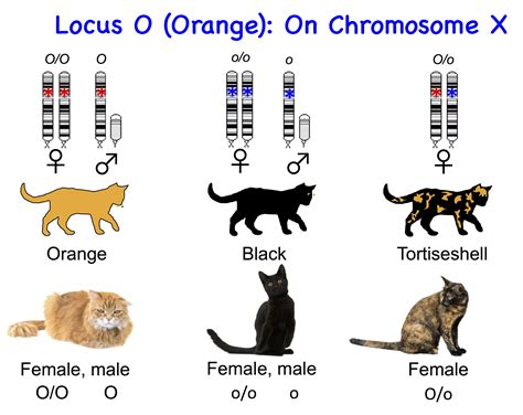 cat genome genetics.